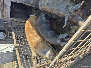 Vând porci si purcei !  