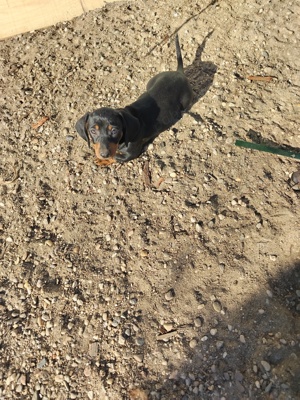 Tekel cu pete de foc  - imagine 3