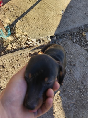 Tekel cu pete de foc  - imagine 2