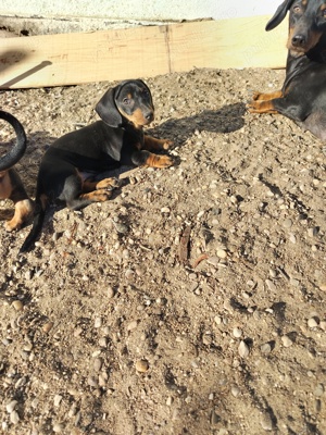 Tekel cu pete de foc