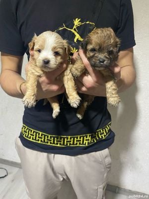 Bichon havanez 