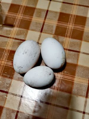 oua de gasca pentru incubat