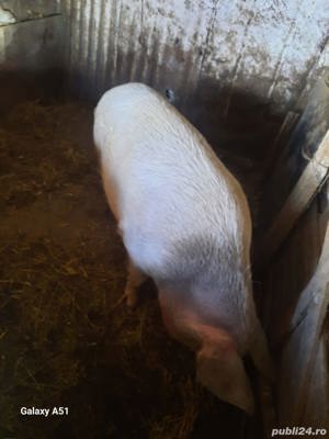 Vând porc