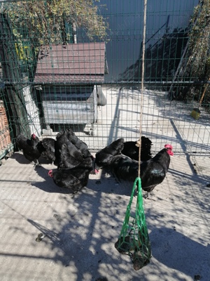 Vand oua de găină austrolop - imagine 2