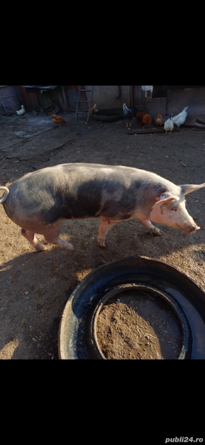 Vând porc!