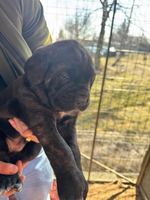Cane corso varsta 1 luna