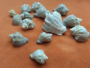 Cochilii melci pentru decor acvarii - imagine 2