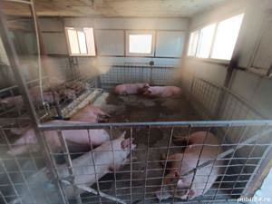 porci si purcei de carne 30-200kg - imagine 2