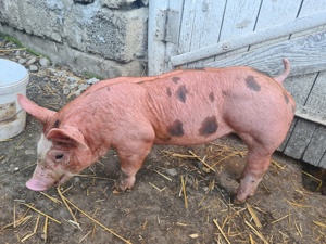 Purcei de 6 saptamani Pietrain Belgian x Duroc 