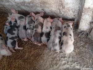 porci