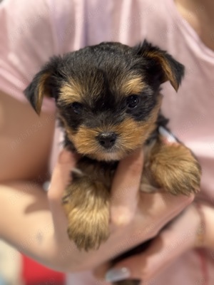 Yorkshire terrier