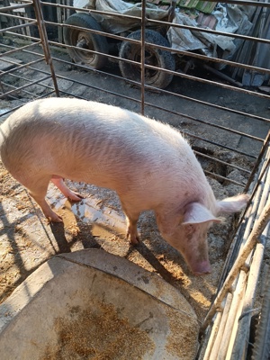 Porci de vanzare