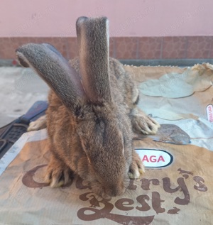 Iepuroi  de vânzare 