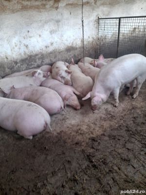 vand porci de carne - imagine 3