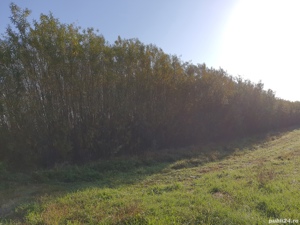 Vând salcie energetica 3,8 ha