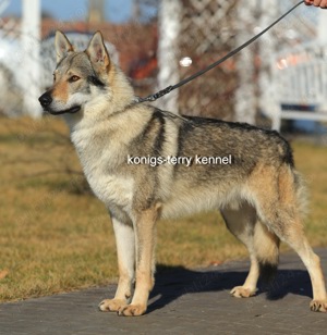  catei lup cehoslovac - imagine 5