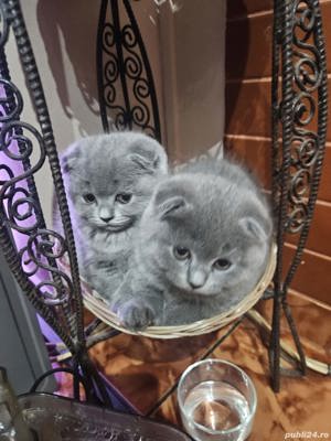 Scottish fold