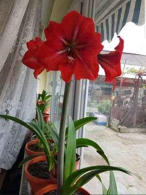 Vand Crin rosu cu boboc 