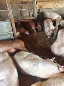Porci rasa carne 100-190 kg