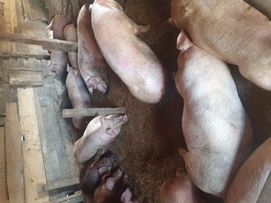 Porci rasa carne 120 -200 kg - imagine 2