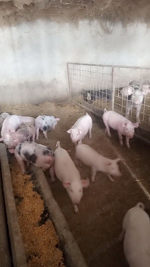 Purcei de vânzare 