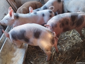vând6 purcei de 12 săptămâni rasa de carne  - imagine 4