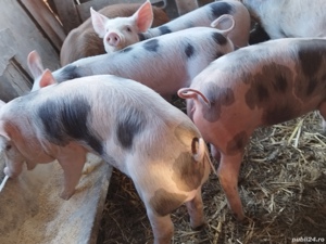 vând6 purcei de 12 săptămâni rasa de carne  - imagine 3