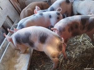 vând6 purcei de 12 săptămâni rasa de carne  - imagine 2