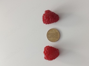 Vând zmeura lanthan soi canadian  - imagine 3