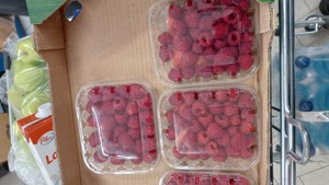 Vând zmeura lanthan soi canadian  - imagine 1