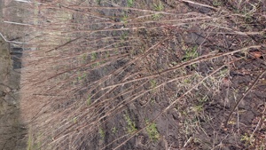 Vând zmeura lanthan soi canadian  - imagine 4