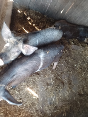 Porci 25 -30 kg