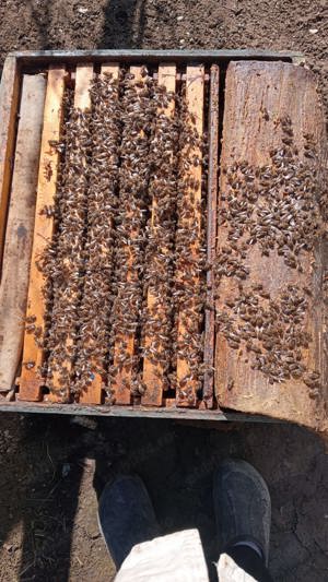  Vand familii albine si ceara - imagine 4