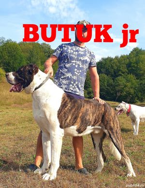 Ciobanesc Asia Centrala  - imagine 2 Ciobanesc Asia Centrala  - imagine 2