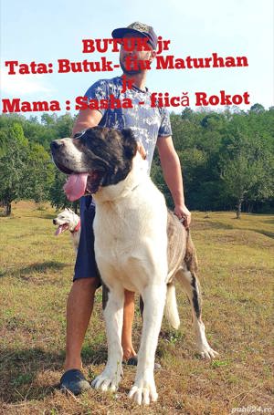 Ciobanesc Asia Centrala 