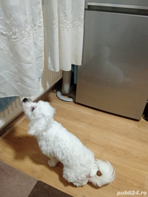 Bichon Frisé