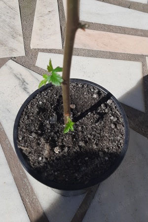 Vând butasi mure la ghiveci 