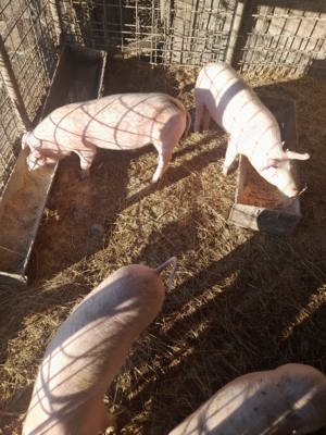Pietran și landrace .
