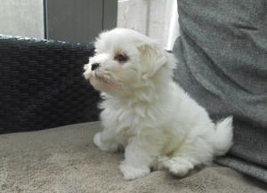 bichon maltez jucarie vie
