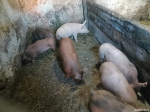 Vand șoldani , 2mascuri și 4 scrofițe 