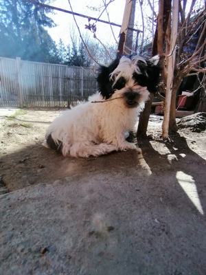 Bichon băiat alb cu negru 