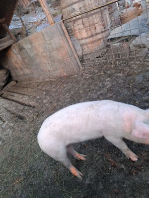 Porci de vanzare - imagine 5