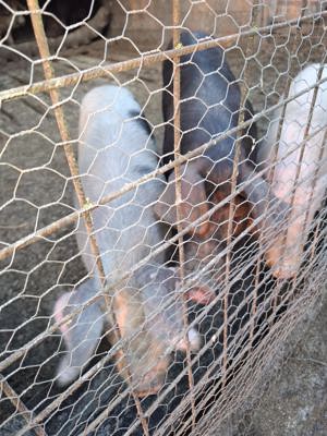 Porci de vanzare - imagine 4