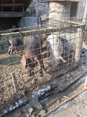 Porci de vanzare - imagine 3