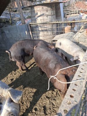 Porci de vanzare - imagine 2