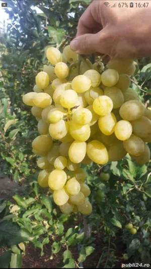 butasi de vita de vie de anul 2 și de 3