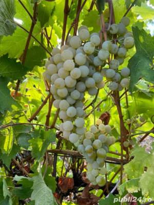 butasi de vita de vie de anul 3 