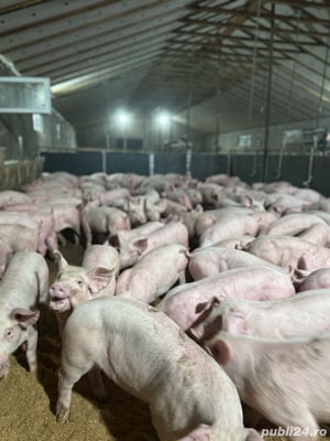 vand purcei si porci ! 