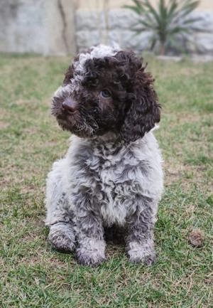 Disponibili pui din rasa lagotto  romagnolo