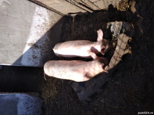 porc Petrain 70 kg la 1400 de lei 